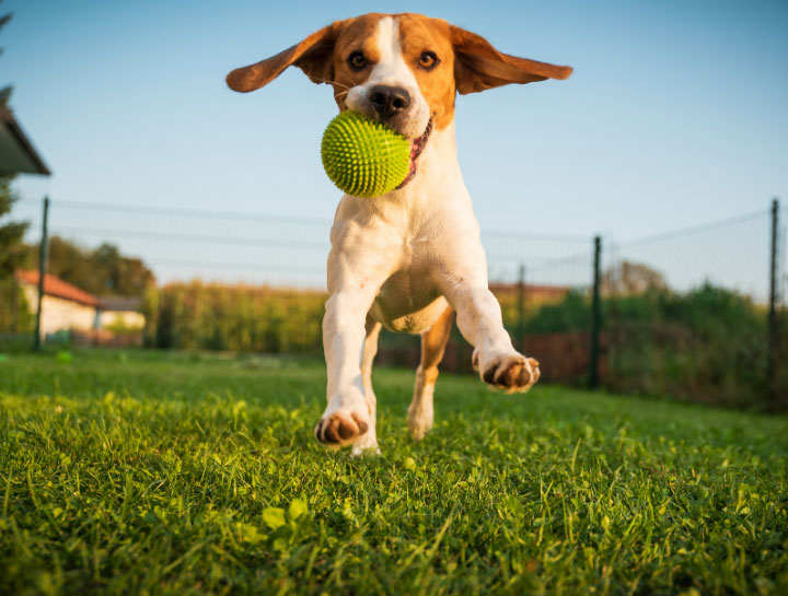 Day dog best sale boarding near me