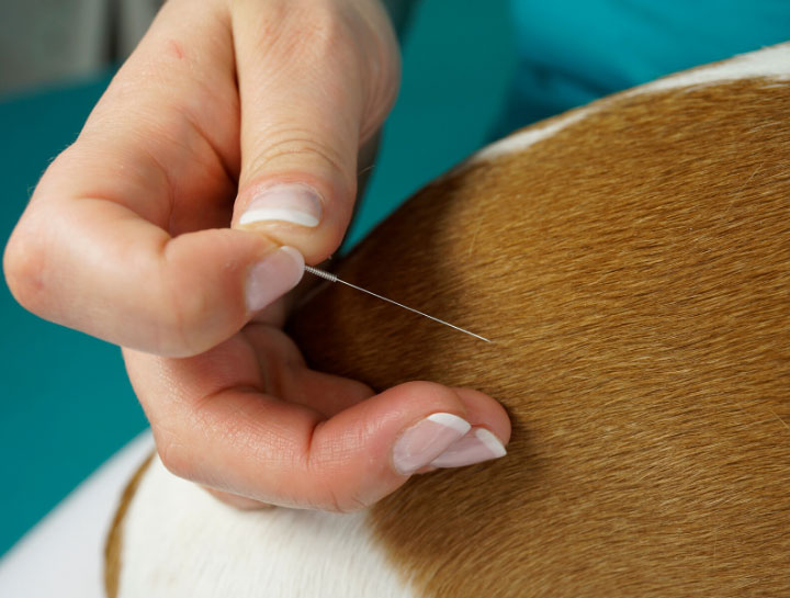 Fort Collins Veterinary Acupuncture