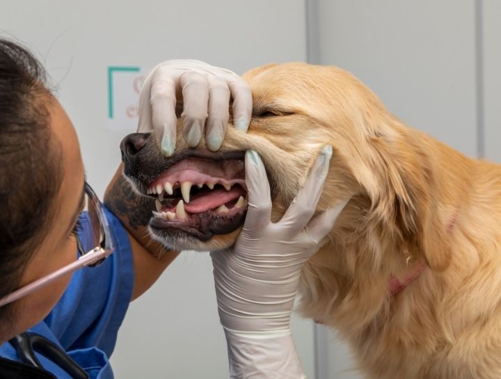 veterinary dental services fort collins