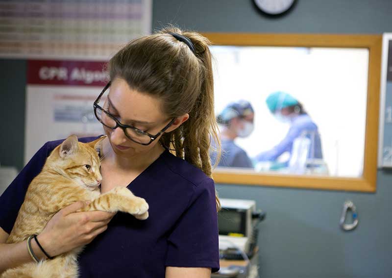 Carousel Slide 10: Cat veterinary care