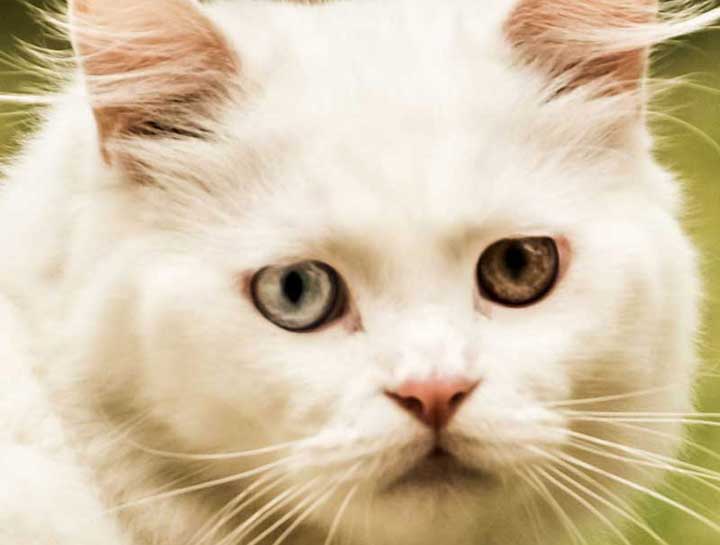 Signs of Common Diseases in Cats
