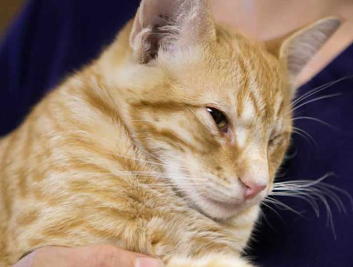 Arthritis in hotsell cats treatment options