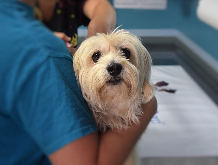 Urgent Pet Care: What To Expect