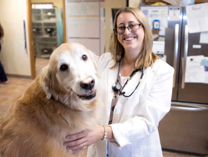 Golden Oldies—Improving Your Senior Dog's Daily Life - Vet in