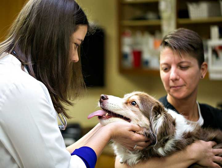 Common Canine Emergency Visits $practice